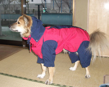 ��ŃJ�b�p�𒅂����Čł܂�