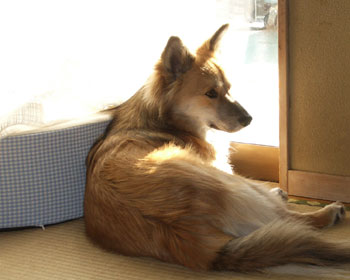 �������đ��ۂɕz�c�������̂͂�߂���H