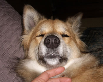 ���֎q���̂��Ă������Ȃł��Ă����Ƃ�