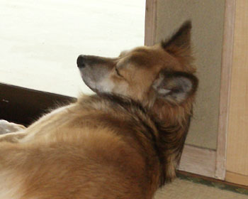 ���̑̐��͈ӊO�ɗ�������