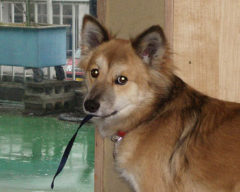 �J�����ǗV�т���