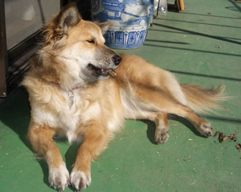 ���傤�͋ɏ�i�̖؂̂���������