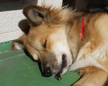 �Ȃ����Ȃ��悤�ɂ��킦�ĐQ��