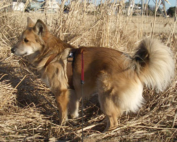 ���������Ƃ��낪��D��