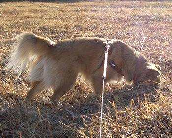 �����ă��O���ƃl�Y�~������񂾂�