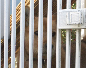 �傫���ėD������