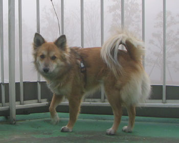 �ł��U���͌������Ȃ�