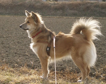 �l�R����������ł܂�