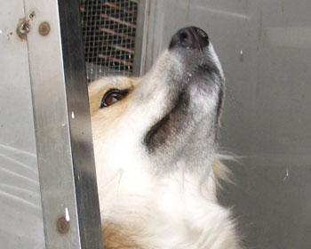 ���̓x�����_�Ō����肾