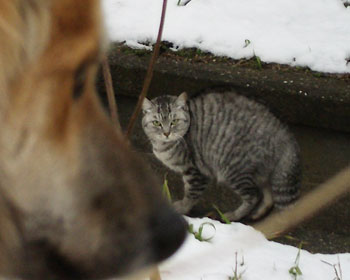 ����Ȃ�����L�w���Č����񂾂�