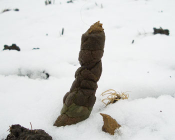 �s�T�̎Γ��݂�������