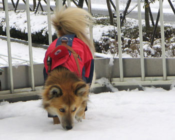 �܂������Ⴊ��������