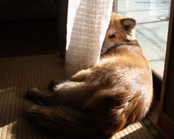 �ЂȂ��ڂ����͍D��