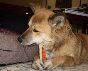 ������������֎q����������ɍ��܂�