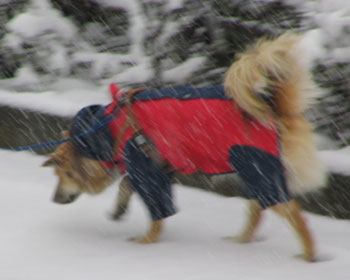 ���̂��炢�̐�Ȃ畽�C���Ă�