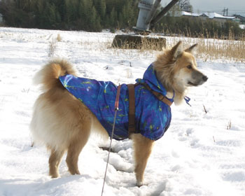 �V���[�h�b�O�̂悤�Ɍ��܂���