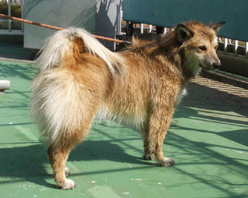 ��R�Ƃ���