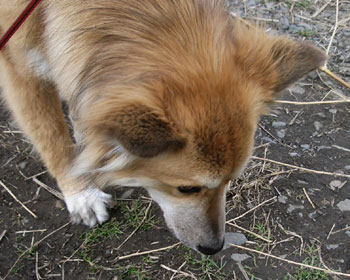 �ׂ��s���P�{�����J�ɂ���