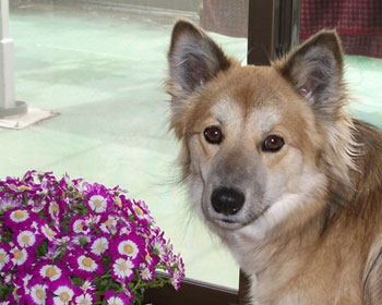 �Ԃ̃j�I�C������