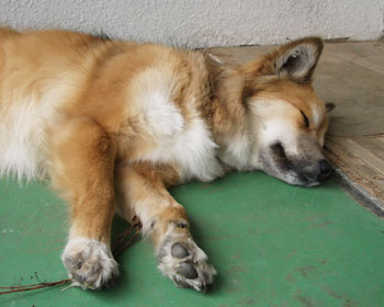 �厖�Ɏ����ĐQ��