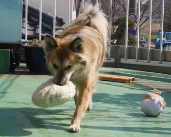 �I���`�����Q�͊o���Ă����Ȃ�