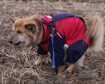 ����E�E�E�Ȃ�����Ȃ߂���