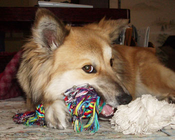 ����ς�I���`���͐V�����Ɍ���