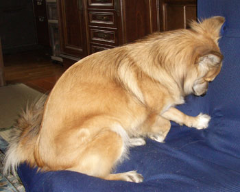 �ł����̕����y����