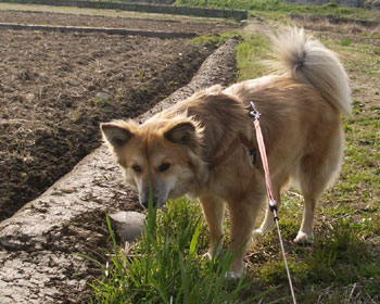 �����������ɂ͗F�B�̃I�V�b�R��