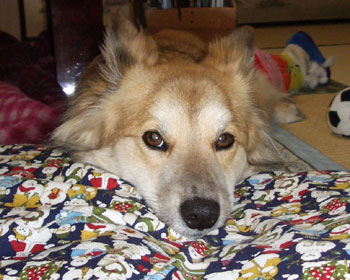 �I�g�i�����畽�C����