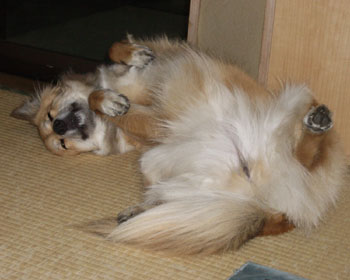 �����������Ȃ�ƐL�т��Ⴄ