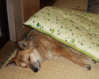 ������Ɨ���Ă���J�o�[������Ċ|���z�c�ɂ��ꂽ