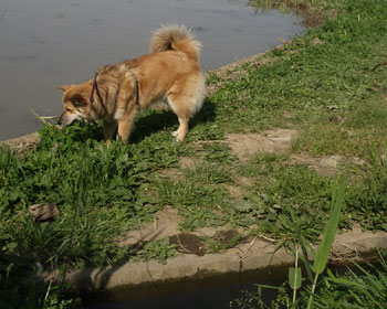 ��蓹���ł��Ȃ��݂���