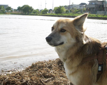 �Ȃ�ŋ}�Ɍ΂��ł����񂾂낤