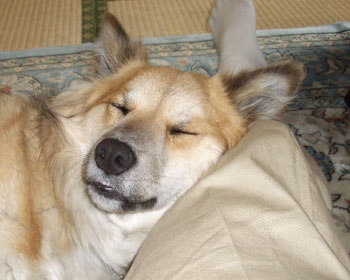 ���̎�̊p�x���D��