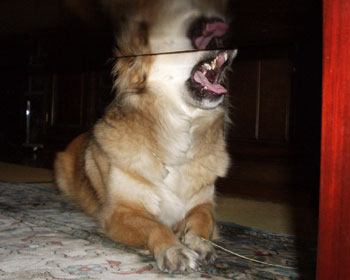 �����P�{�͎����ɂ���