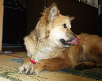 ����ς葩�ɂ��������������