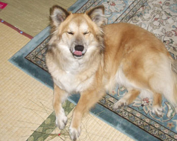 ����܂肨�������Ȃ�