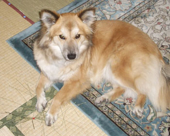 �ł������Ȃ��Ă�