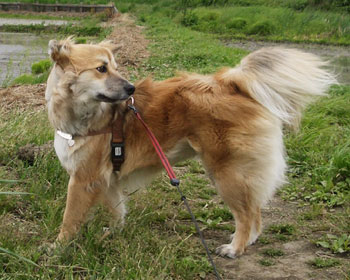 �䕗�݂����ȋ����Ŕ�т���