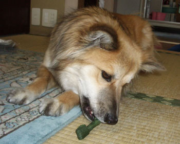 �A�����J�݂₰������������Ǐ����͂��킢