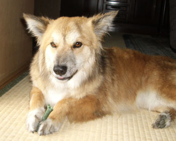 ���ꂽ�V���b�N�ŁA���A���킩���������H�ׂ�