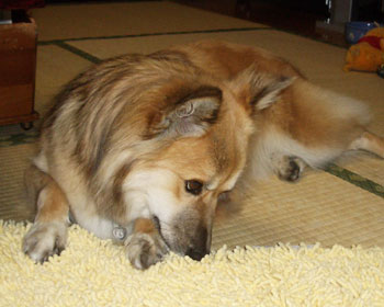 �V�����}�b�g�����킢