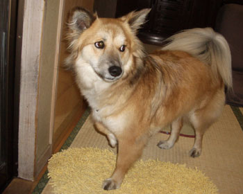 �����A�ʘH�ɒu����Ďd���Ȃ�����