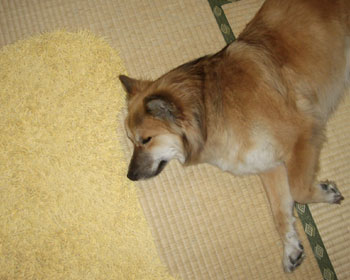 �Ȃ�ׂ��G��Ȃ��悤�ɐQ�悤