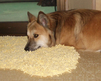 �S���ځA�������悹�Ă݂�