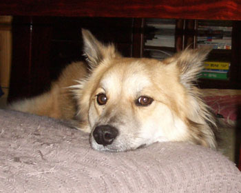 ����ς���֎q�����