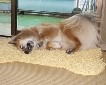 �K�L�Ɛ���������Ń}�b�g�Ƃ��키