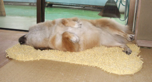 �S���S�������Ă݂�