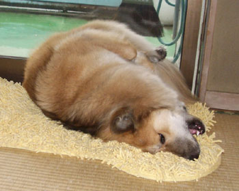 �������Ă݂�